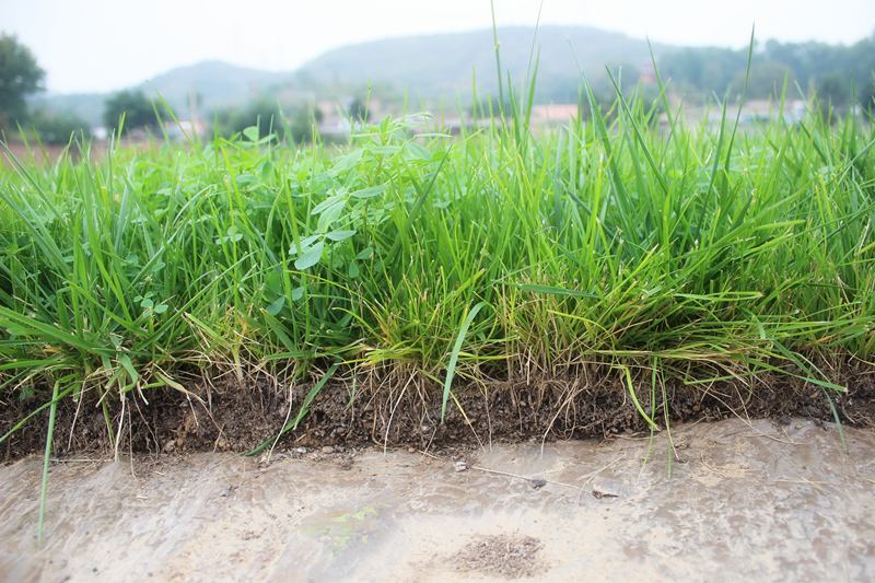 友好的生態(tài)護(hù)坡理念讓消失的水文化重見天日