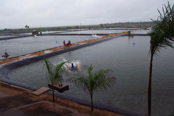 為什么一般推薦養(yǎng)殖專業(yè)戶使用黑色的土工膜？