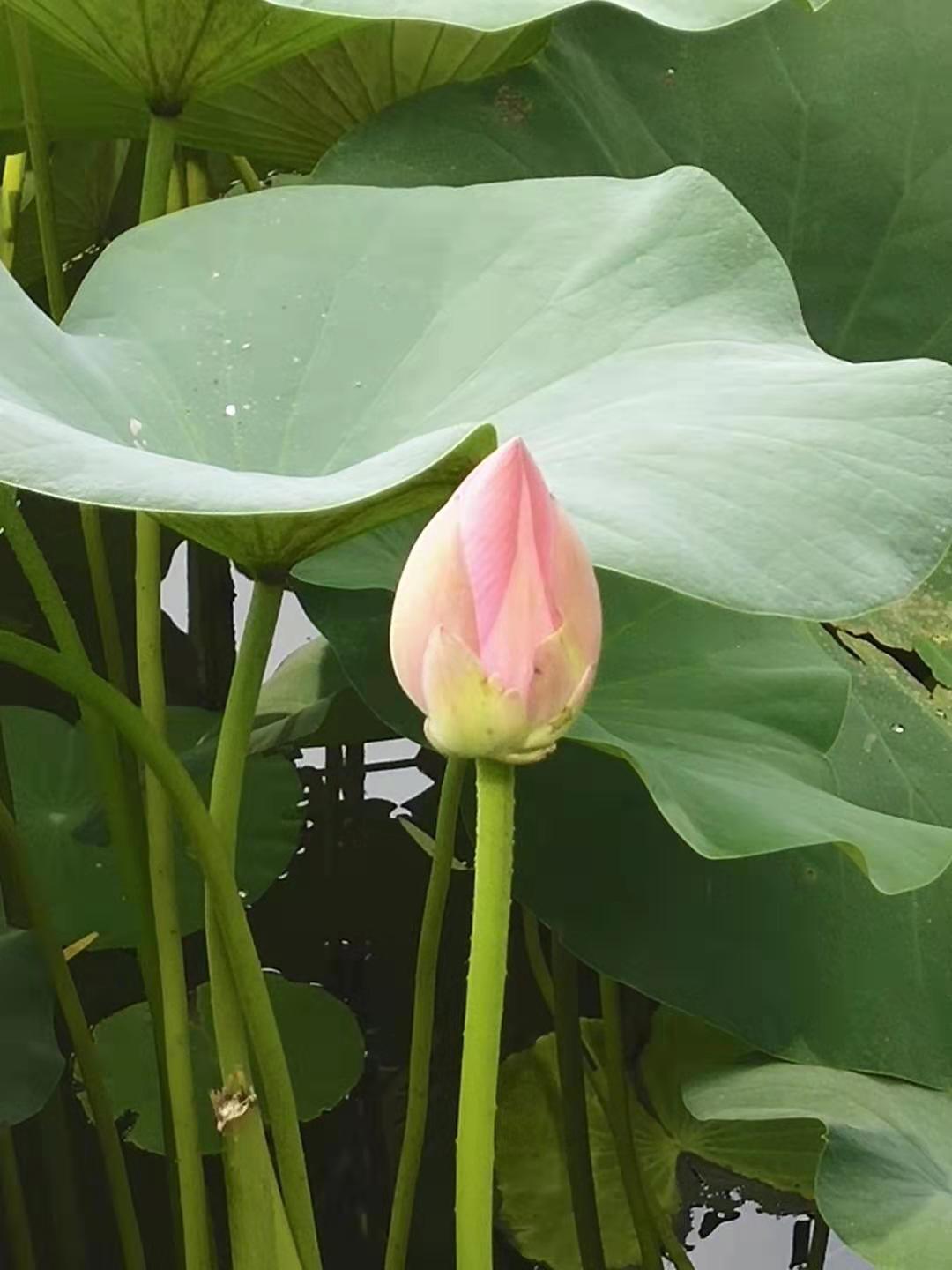 防水毯在景觀湖達(dá)到“雖由人作，宛自天開”的