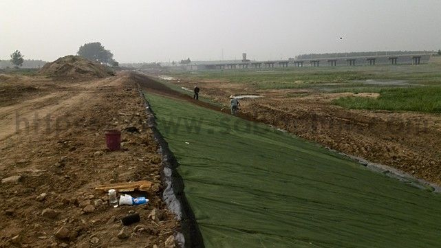 你知道城市綠化的草坪是如何一天內(nèi)生長的嗎？